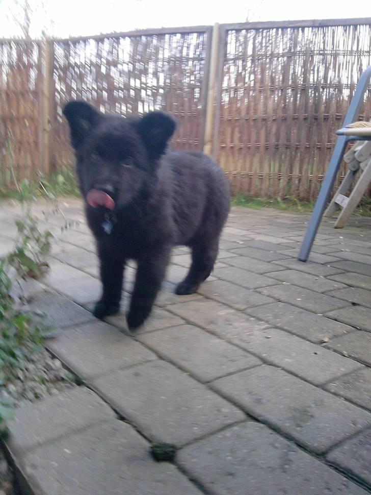 Schæferhund Kato billede 9