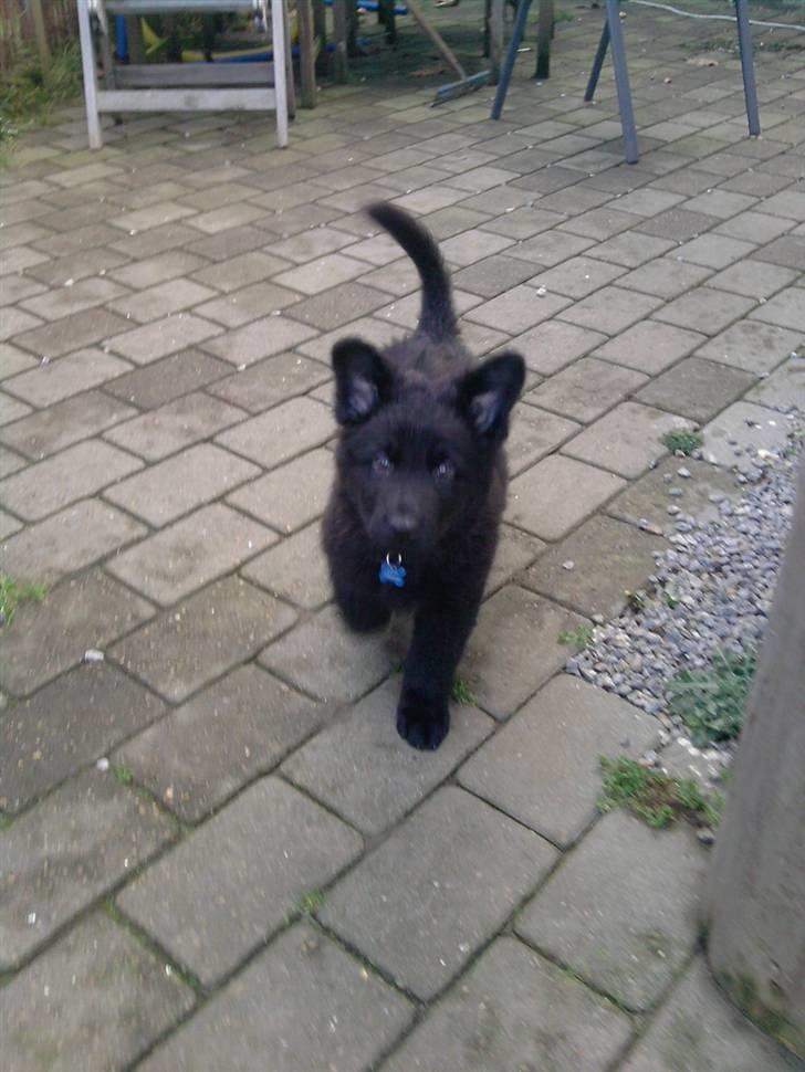 Schæferhund Kato billede 10