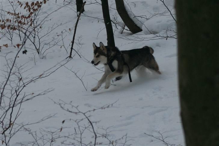 Alaskan malamute Theis - Theis ½ år billede 13