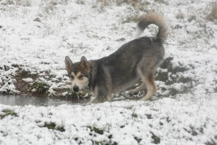 Alaskan malamute Theis billede 14