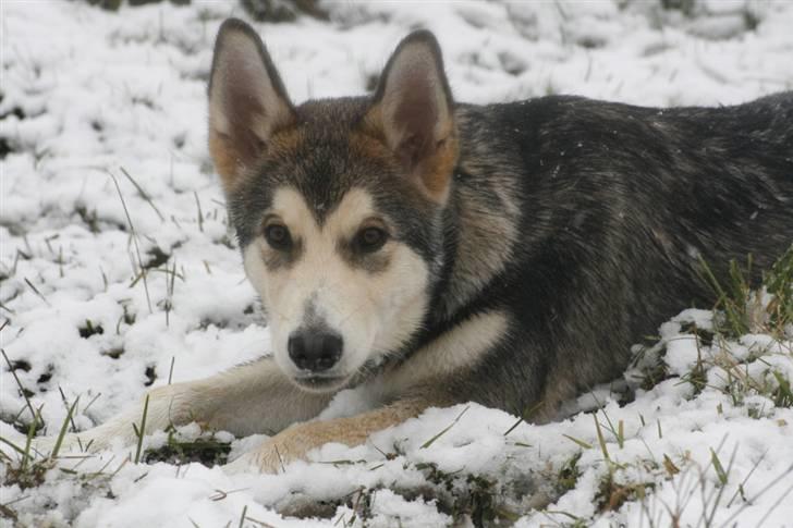 Alaskan malamute Theis billede 15