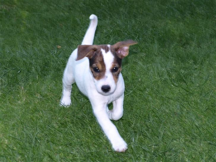 Jack russell terrier Leika billede 3