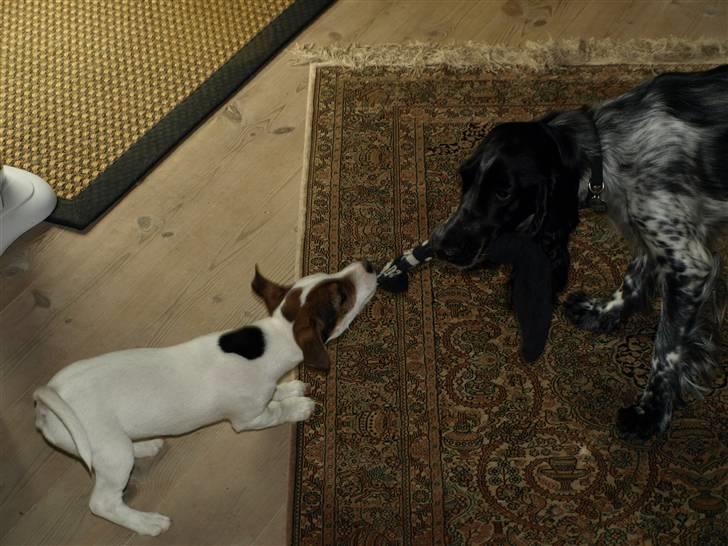 Jack russell terrier Leika - leger med Chianti billede 5