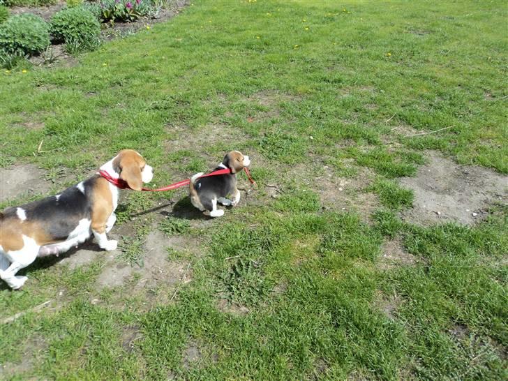 Beagle Jakobsgaard Agrippa(Luna) - Velkommen til Lunas profil, her ser i Jill der går tur med sin mor ;) billede 1