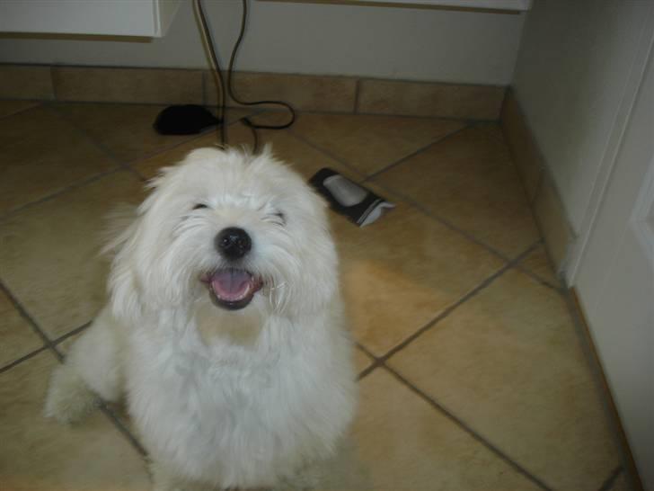 Coton de tulear Anton - Hej  billede 11