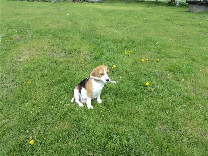 Beagle Jakobsgaard Agrippa(Luna) billede 2