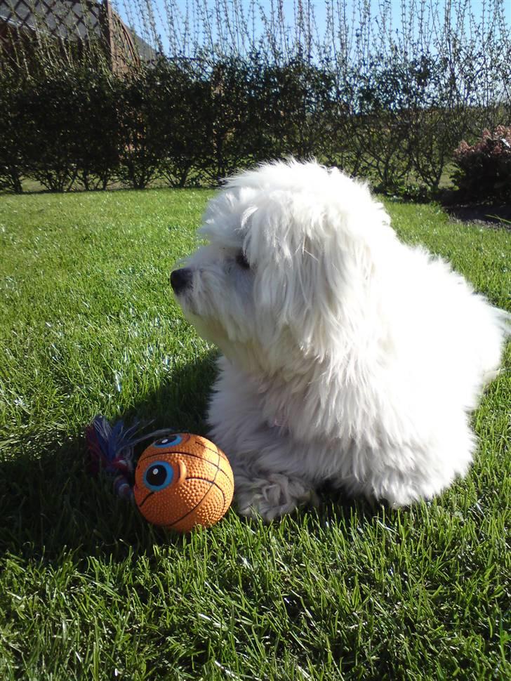 Coton de tulear Anton - Anton som model billede 12