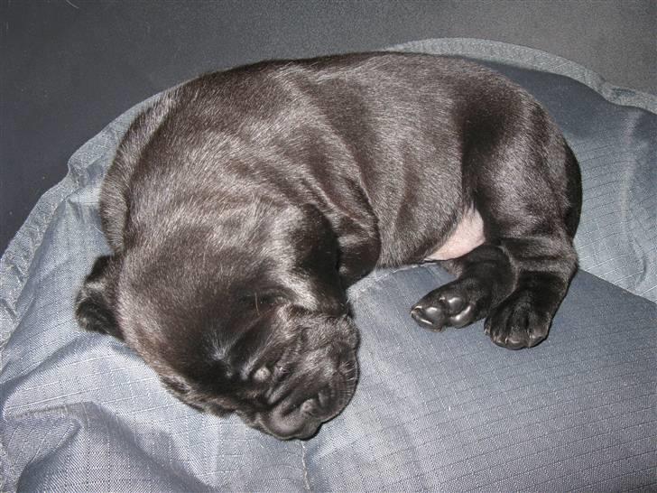 Blanding af racer Zeus billede 6