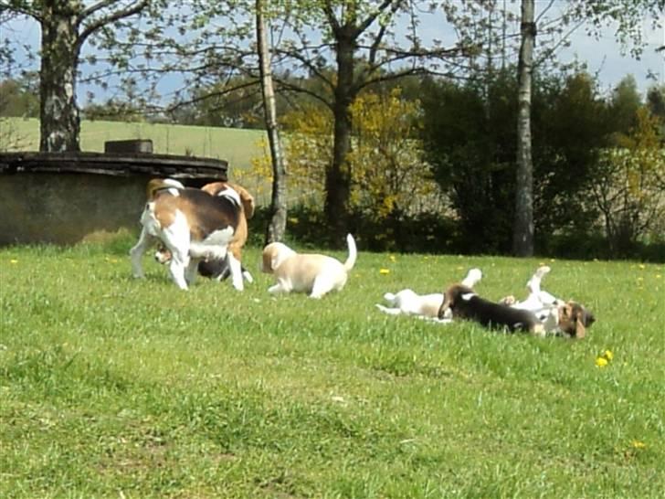 Beagle Jakobsgaard Agrippa(Luna) - Hun leger med sine hvalpe :) billede 3