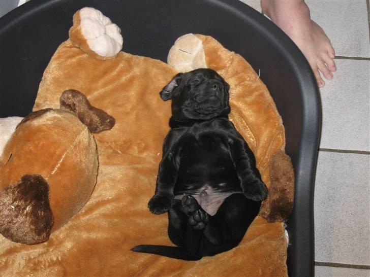 Blanding af racer Zeus - Jeg elsker bare min hundse pude :) billede 7