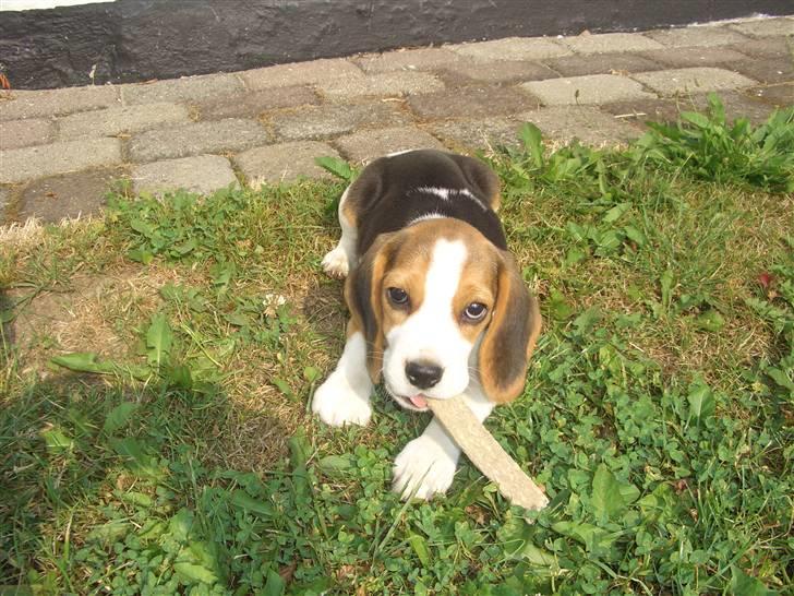 Beagle Jakobsgaard Agrippa(Luna) - Luna som hvalp<3 billede 4