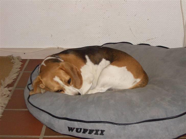 Beagle Jakobsgaard Agrippa(Luna) billede 5