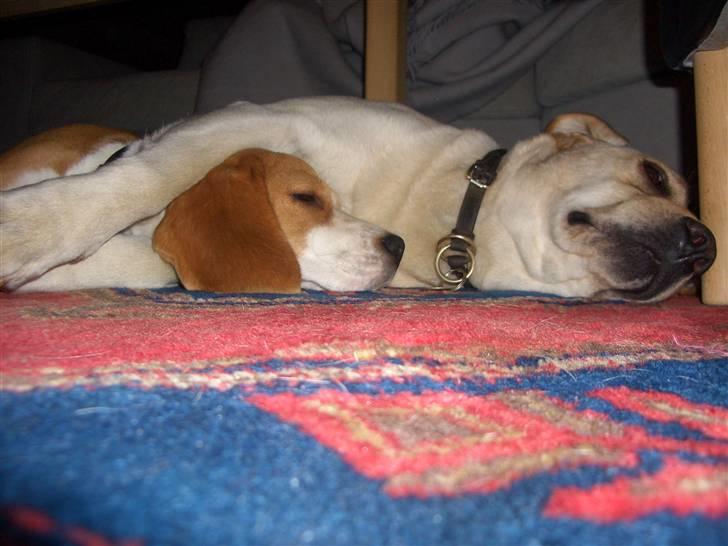 Beagle Jakobsgaard Agrippa(Luna) billede 6