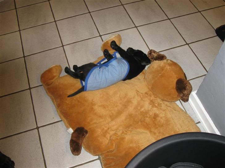 Blanding af racer Zeus billede 9