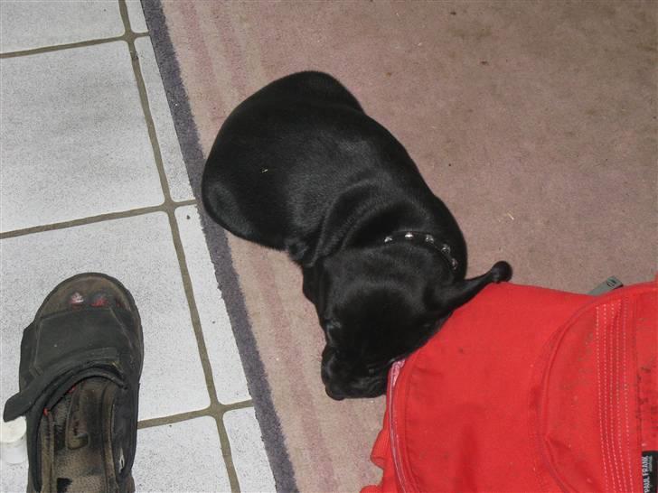 Blanding af racer Zeus billede 10