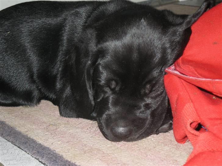 Blanding af racer Zeus billede 11