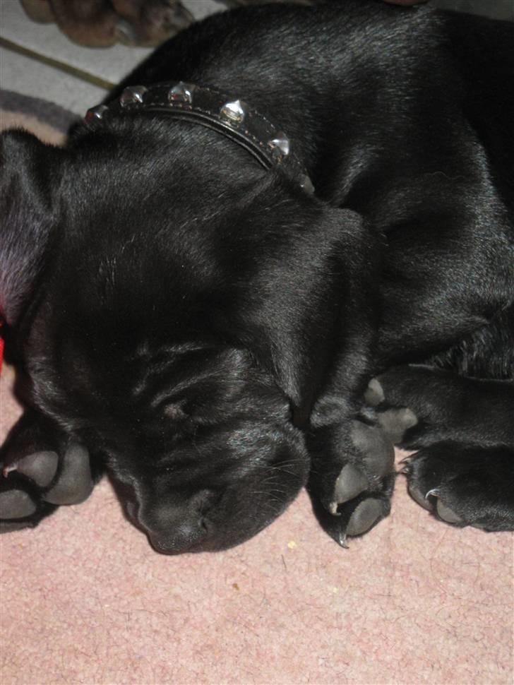 Blanding af racer Zeus billede 12