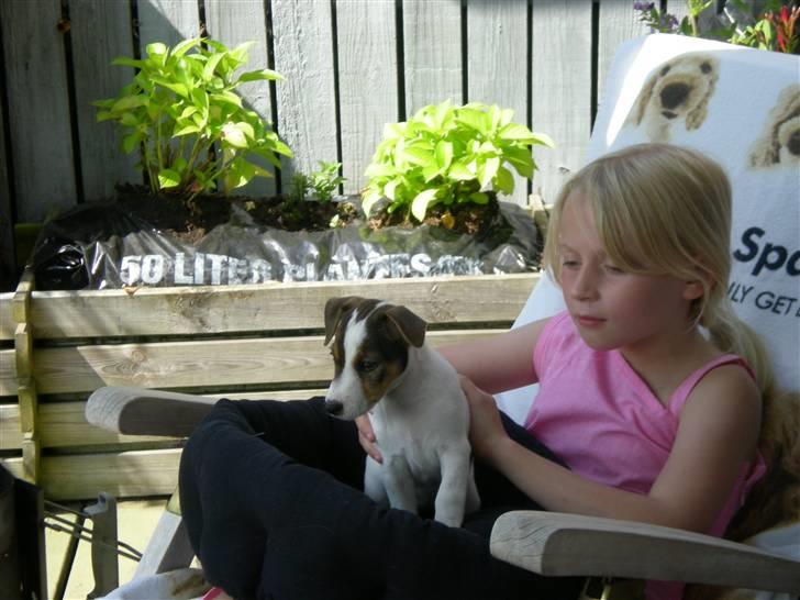 Jack russell terrier Leika - Leika og Emilie billede 8