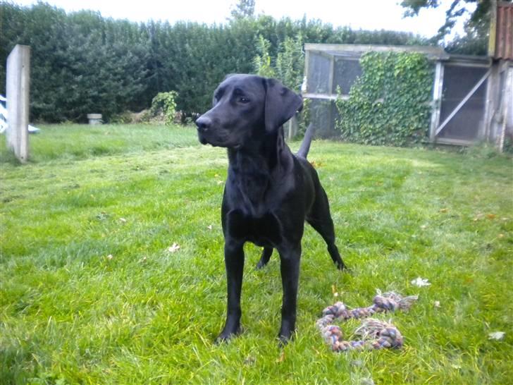 Labrador retriever FM1 Bella <3 billede 9