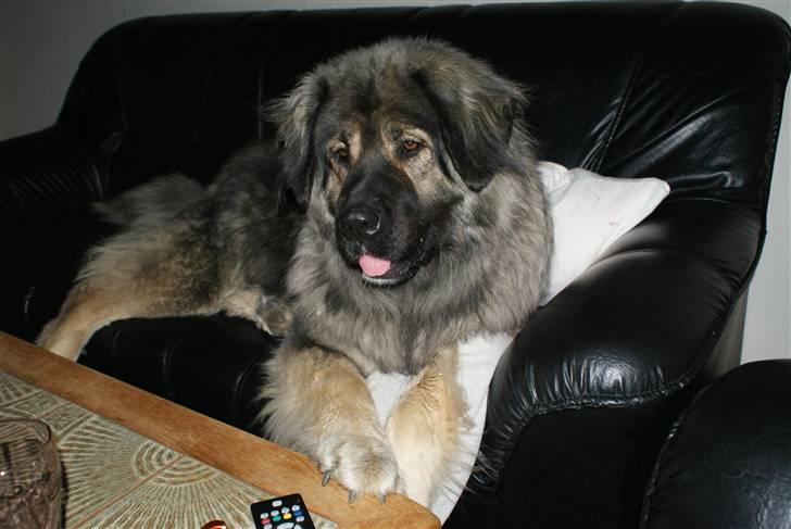 Kaukasisk ovtcharka Lejka billede 5