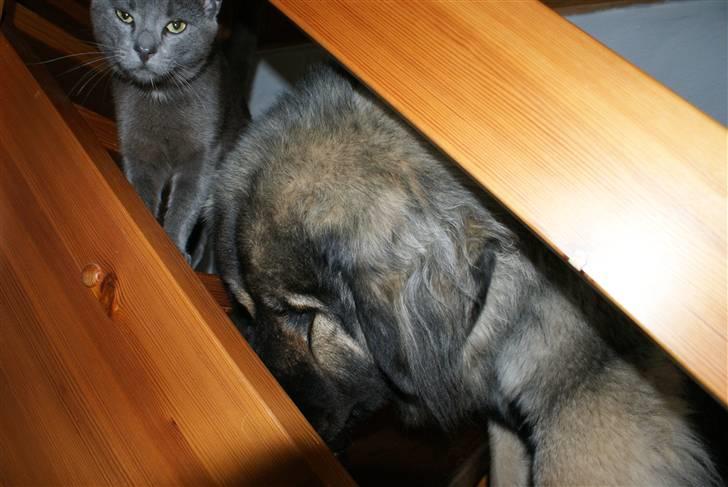 Kaukasisk ovtcharka Lejka billede 6