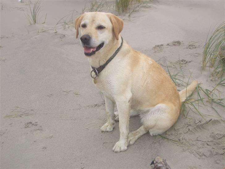 Labrador retriever Yllow(Ronja) - er hun ikke sød ?? billede 1