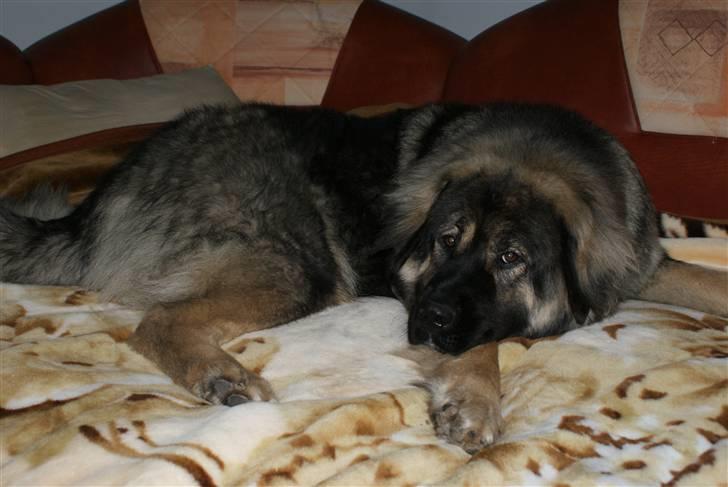 Kaukasisk ovtcharka Lejka billede 7