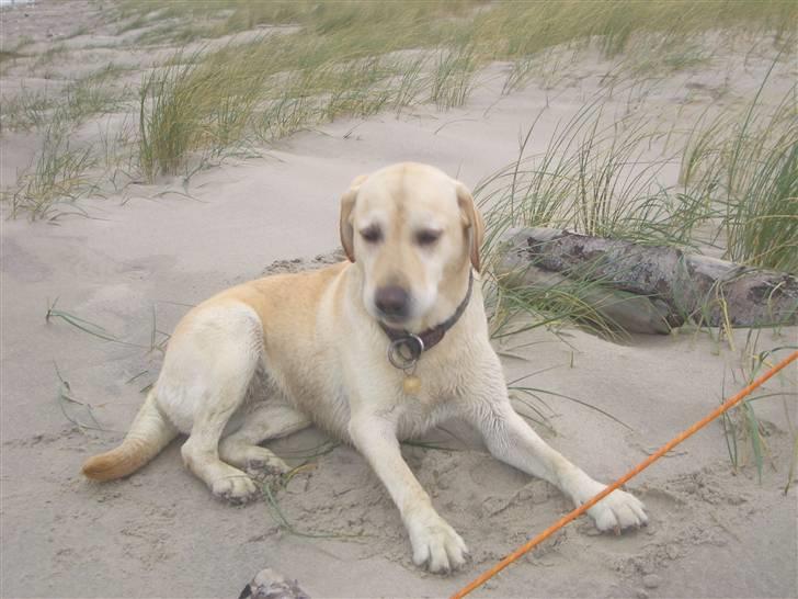 Labrador retriever Yllow(Ronja) billede 2