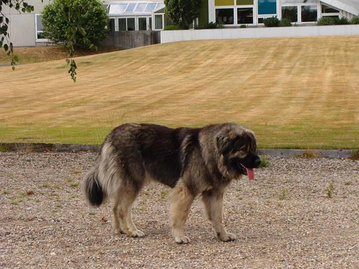 Kaukasisk ovtcharka Lejka billede 8