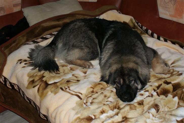 Kaukasisk ovtcharka Lejka billede 9