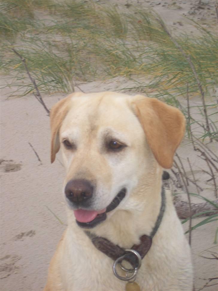 Labrador retriever Yllow(Ronja) billede 3