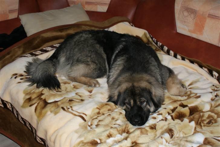 Kaukasisk ovtcharka Lejka billede 10