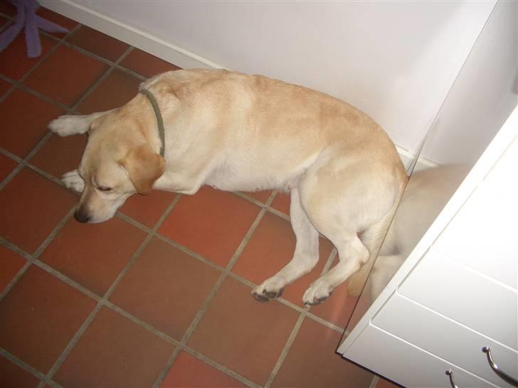 Labrador retriever Yllow(Ronja) billede 4