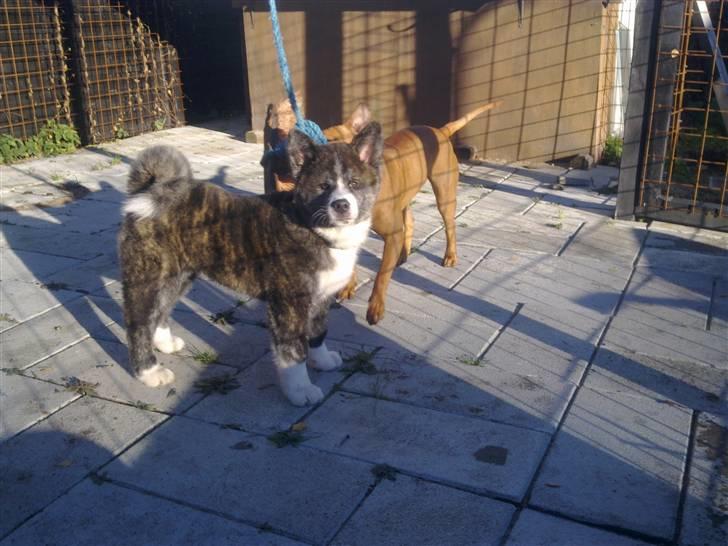 Akita inu Emiko/Miko billede 12