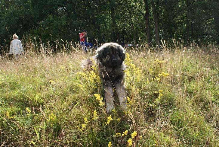 Kaukasisk ovtcharka Lejka billede 11