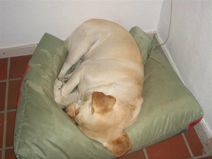 Labrador retriever Yllow(Ronja) billede 5