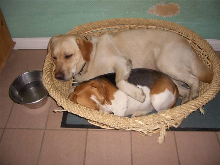 Labrador retriever Yllow(Ronja) - Ronja og Luna putter :) billede 6