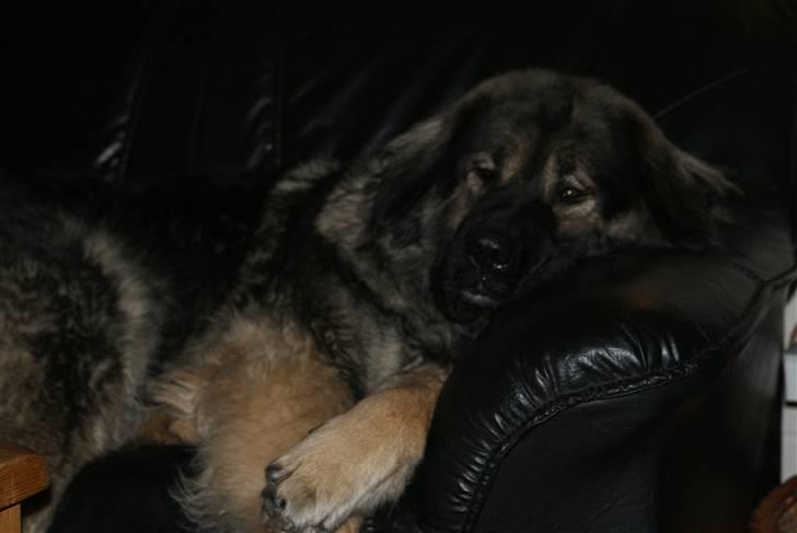 Kaukasisk ovtcharka Lejka billede 12