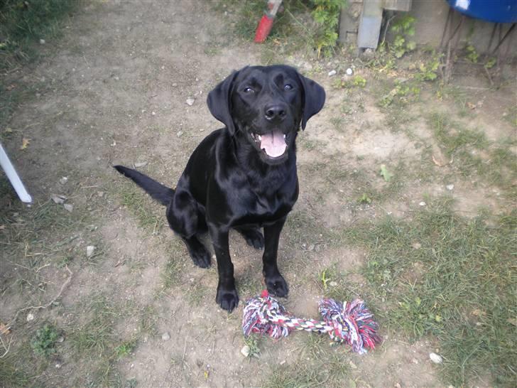 Labrador retriever FM1 Bella <3 billede 10