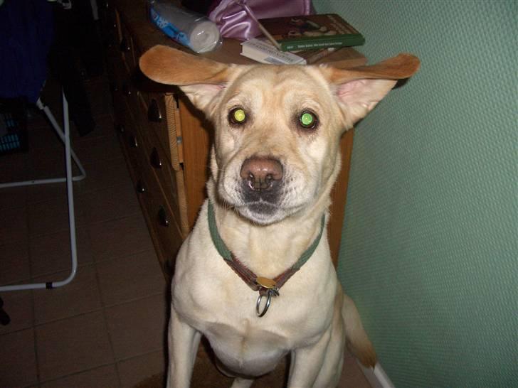 Labrador retriever Yllow(Ronja) - Hun siger VOV billede 7