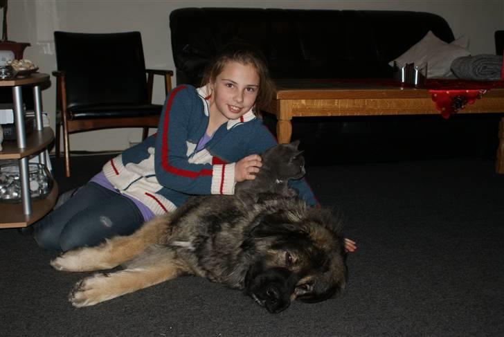 Kaukasisk ovtcharka Lejka billede 13