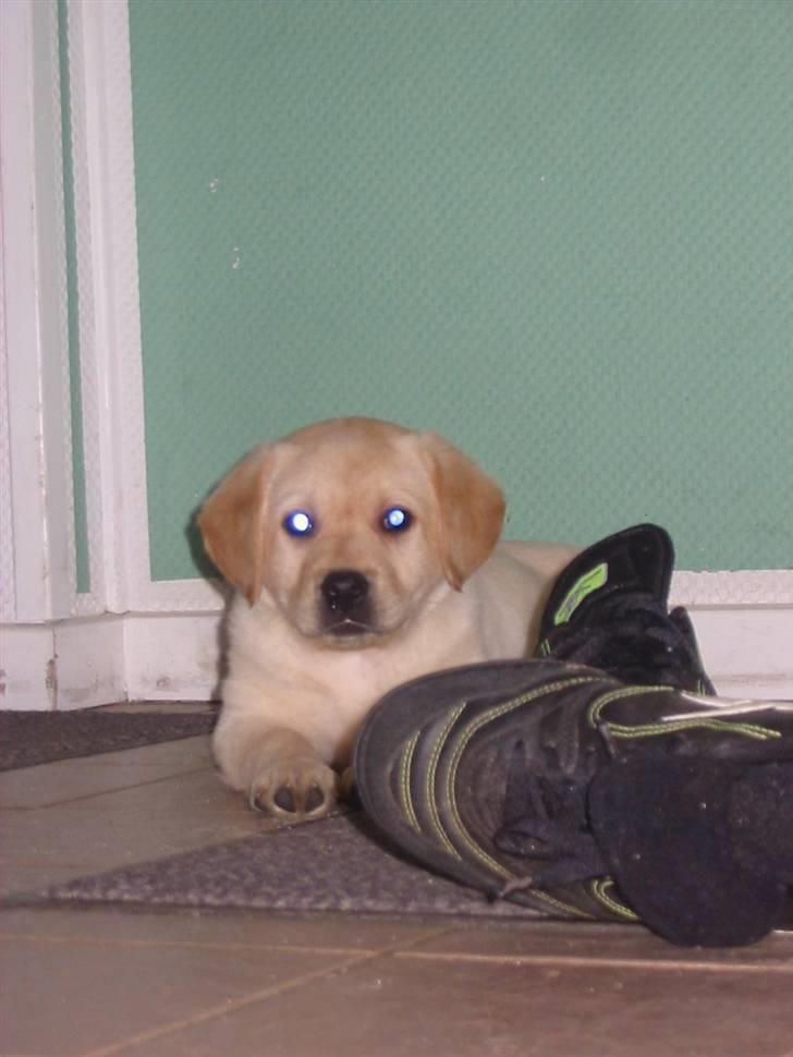 Labrador retriever Yllow(Ronja) - søde lille Ronja et par dage efter vi fik hende hjem <3 billede 8