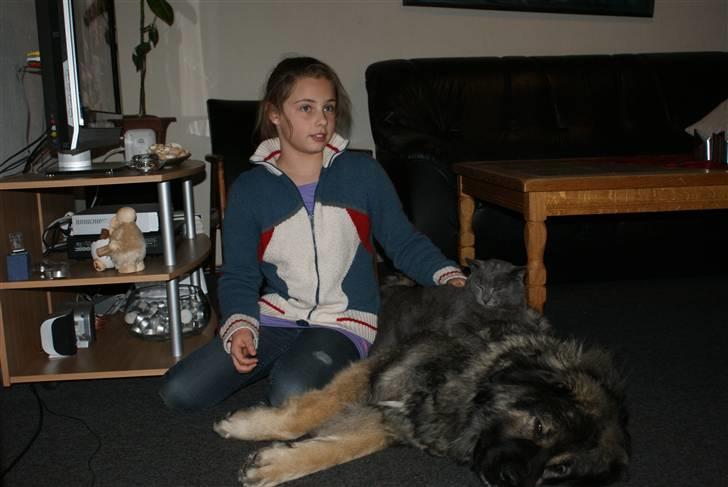 Kaukasisk ovtcharka Lejka billede 14