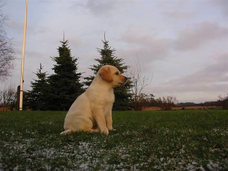 Labrador retriever Yllow(Ronja) billede 9