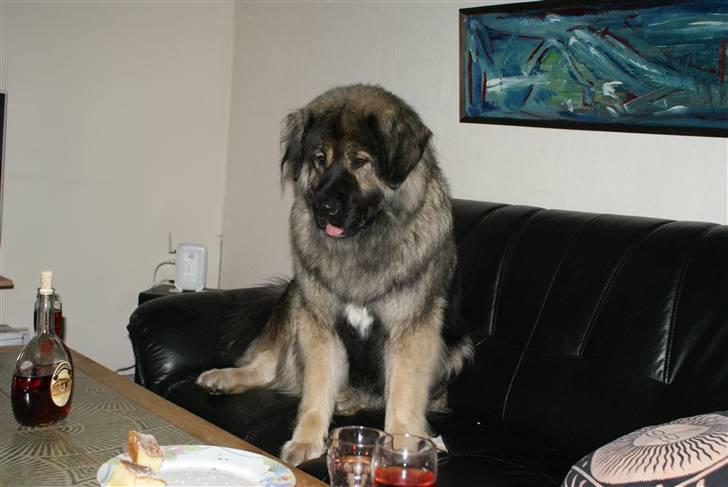 Kaukasisk ovtcharka Lejka billede 15