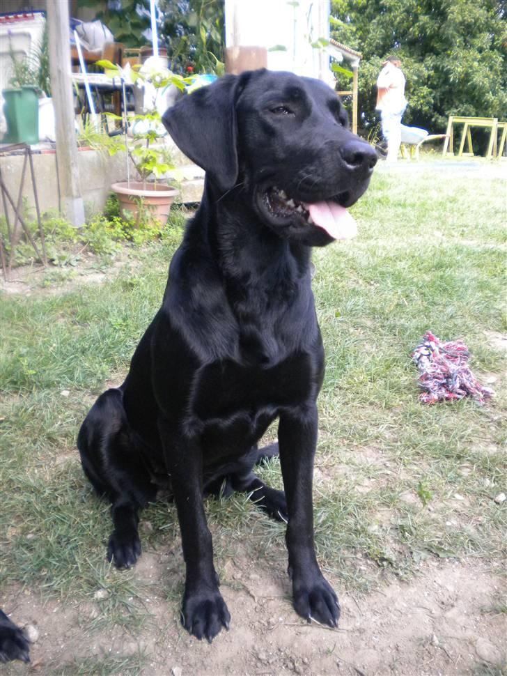 Labrador retriever FM1 Bella <3 billede 11