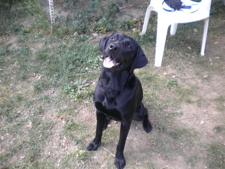 Labrador retriever FM1 Bella <3 billede 12