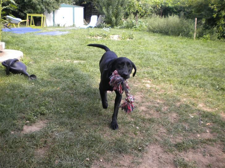 Labrador retriever FM1 Bella <3 billede 14