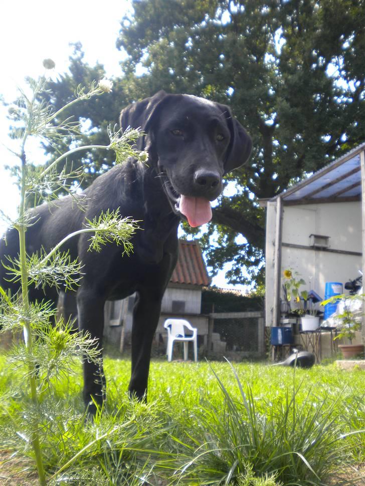 Labrador retriever FM1 Bella <3 billede 15