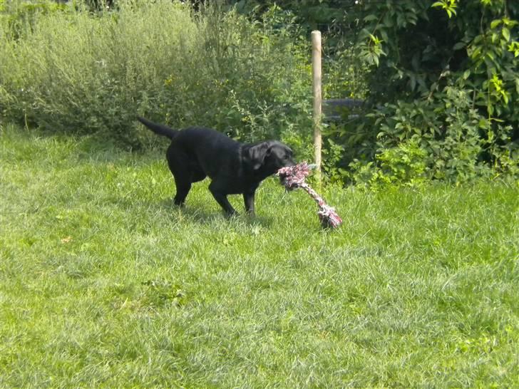 Labrador retriever FM1 Bella <3 billede 16